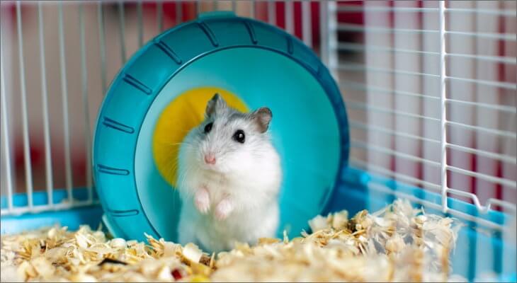 🐹✨ چطور طول عمر همستر خود را افزایش دهیم؟ نکات طلایی مراقبت
