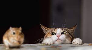 🐹🐱 آیا همستر می‌تواند کنار گربه یا سگ یا پرنده زندگی کند؟