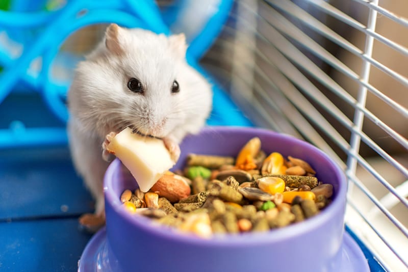 🐹 آیا همسترها همه‌چیزخوار هستند؟