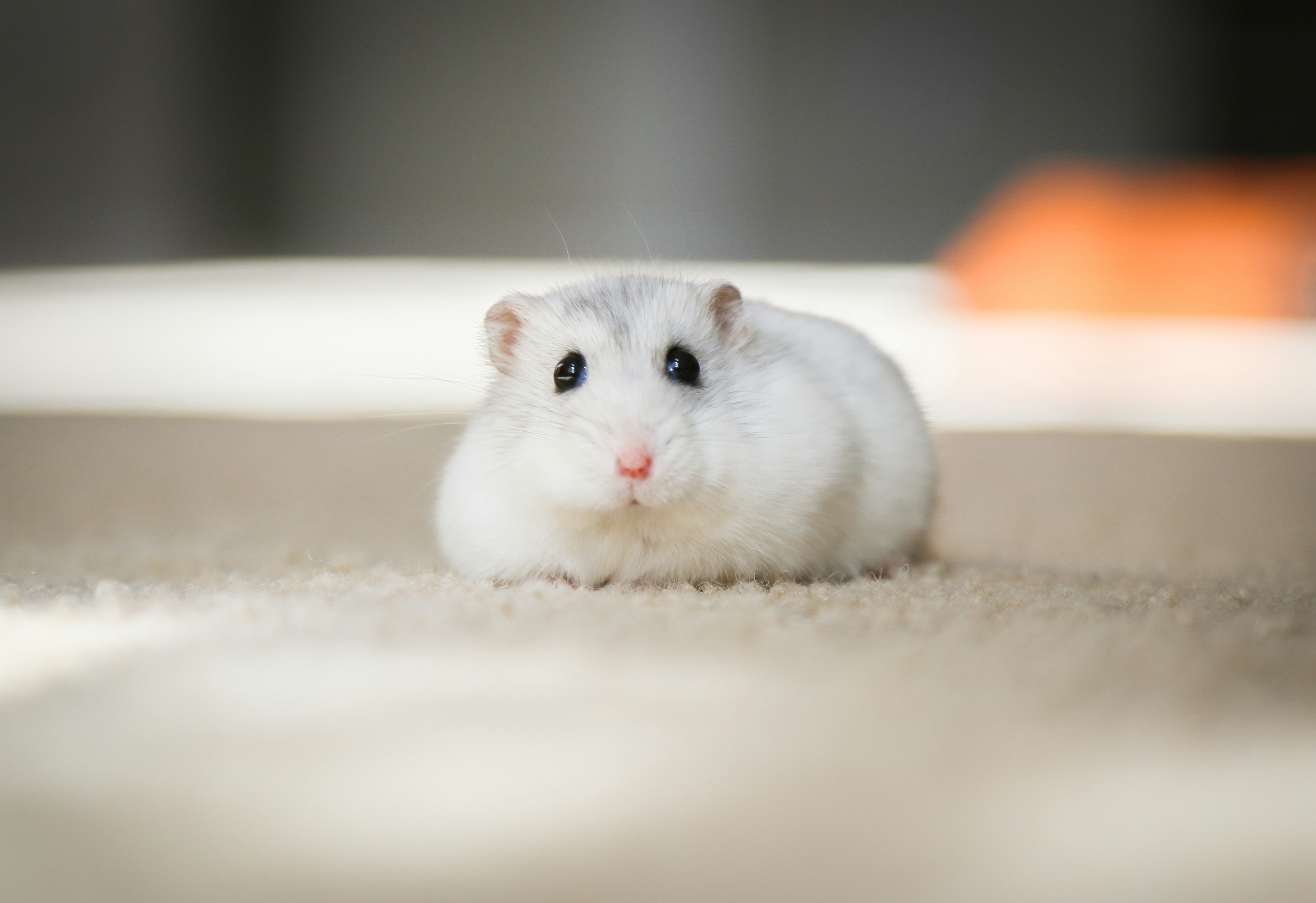 🐹 چرا همسترچی؟