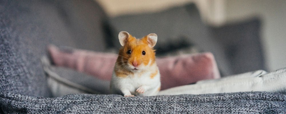 🐹 چطور شخصیت همستر خود را بشناسیم؟