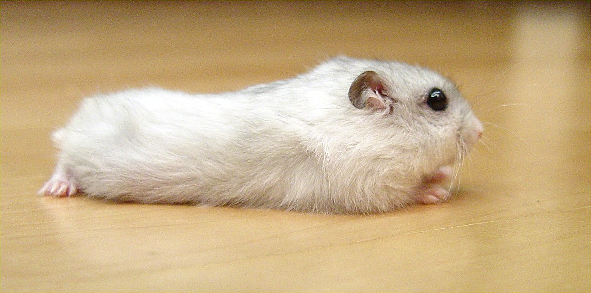 🐹 معرفی انواع همسترهای خانگی
