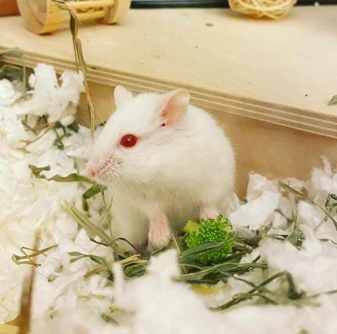 همستر کوتوله روسی وینتر وایت پیرل چشم آلبینو ( Russian Dwarf Hamster-Winter White Pearl red eyes)