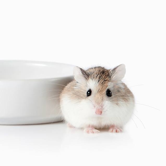 همستر کوتوله روسی روبوروفسکی(Russian Dwarf Hamster-Roborovski)