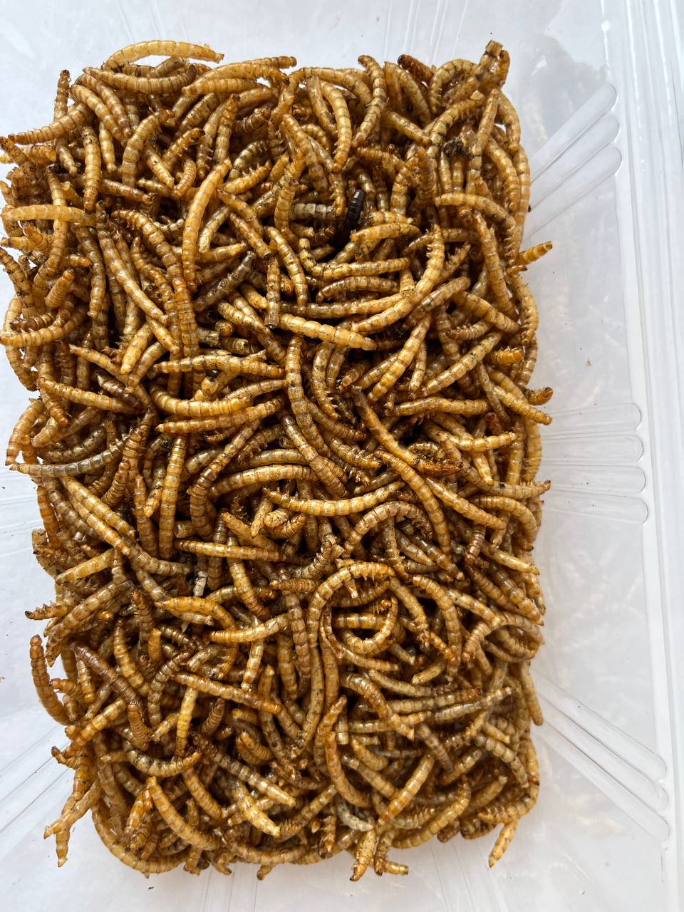 🐛 میلورم خشک شده مخصوص پرندگان و جوندگان
