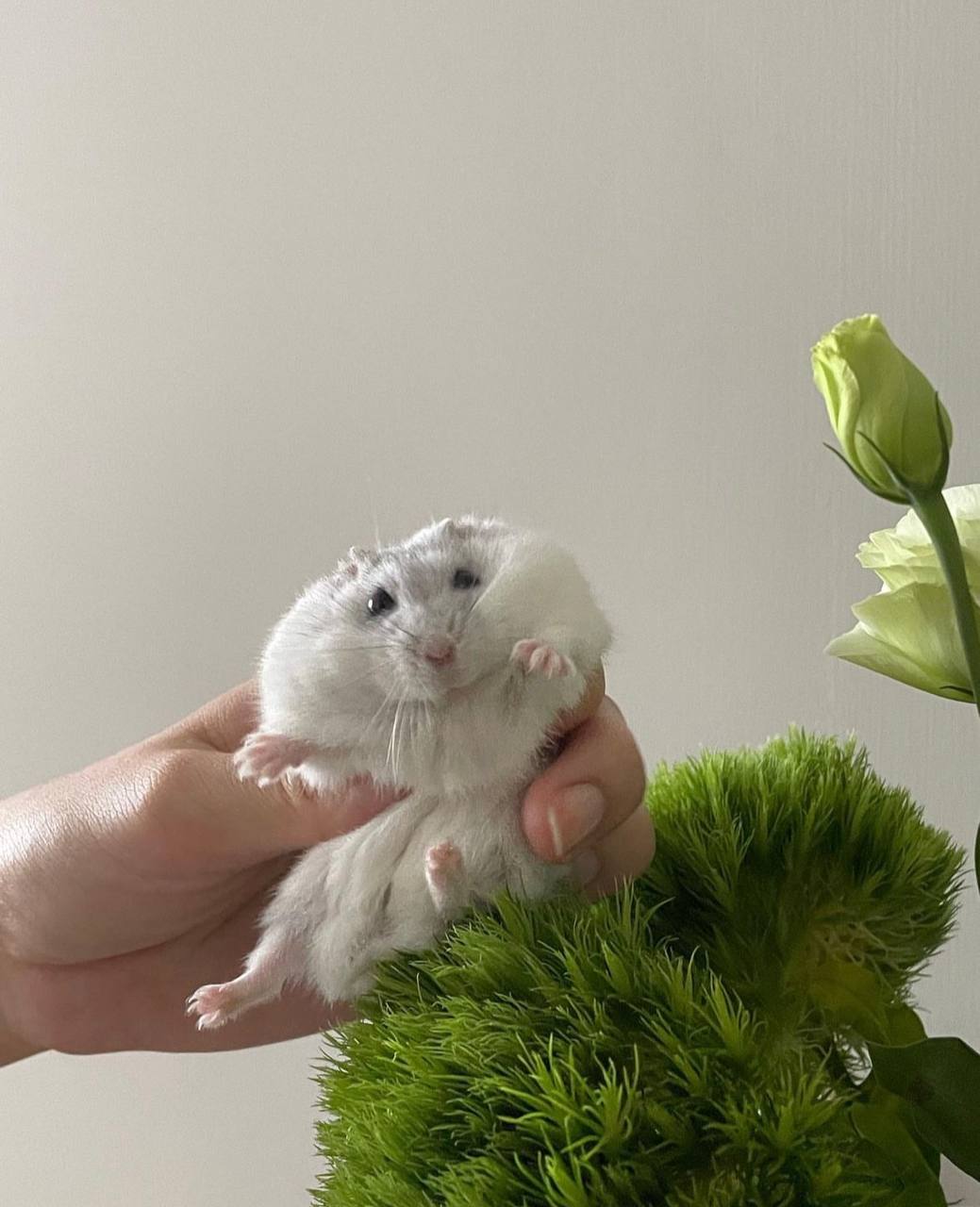 همستر کوتوله روسی وینتر وایت پیرل (Russian Dwarf Hamster-Winter White Pearl)